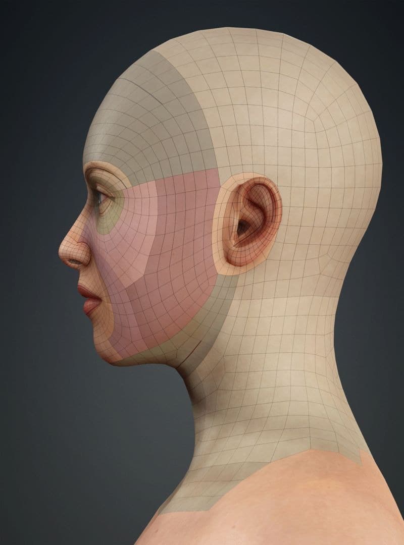 Original CC face topology guide visual from page 4